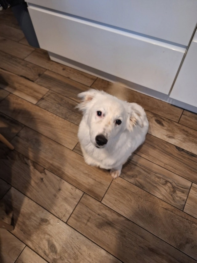 Pepsi, chien à l'adoption chez Remember Me France