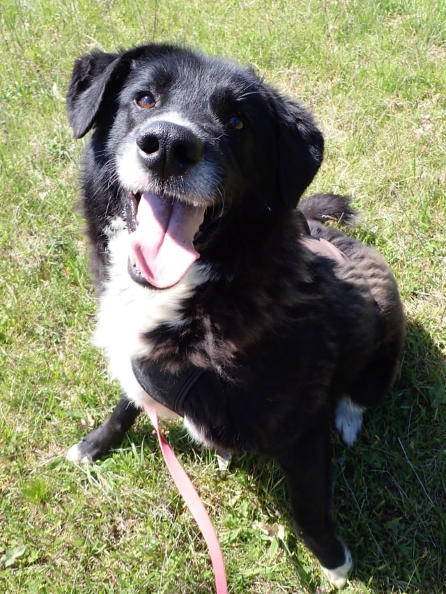 Philo, dog for adoption at Remember Me France