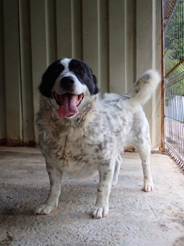 Phoebus, chien à l'adoption chez Remember Me France