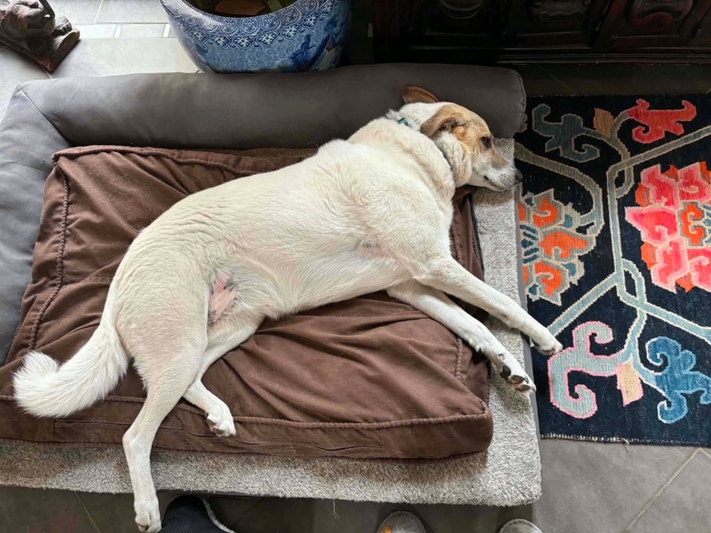Pilaf, chien à l'adoption chez Remember Me France