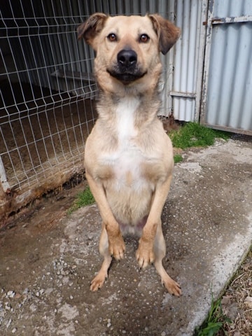 Piment, chien à l'adoption chez Remember Me France
