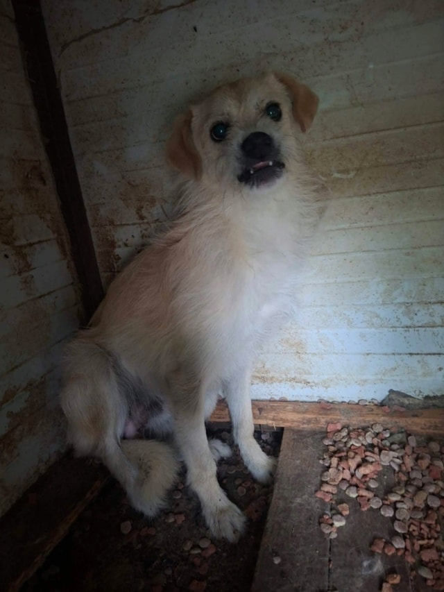 Photo de Pirate, à l'adoption