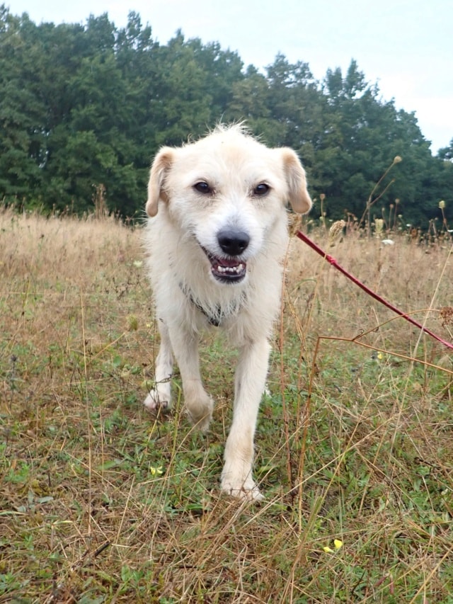Pirate, chien à l'adoption chez Remember Me France
