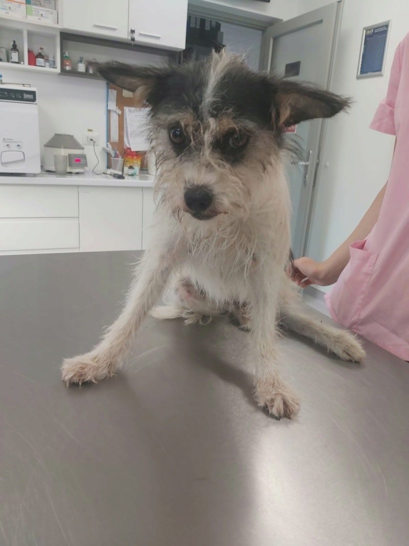 Plumette, chien à l'adoption chez Remember Me France