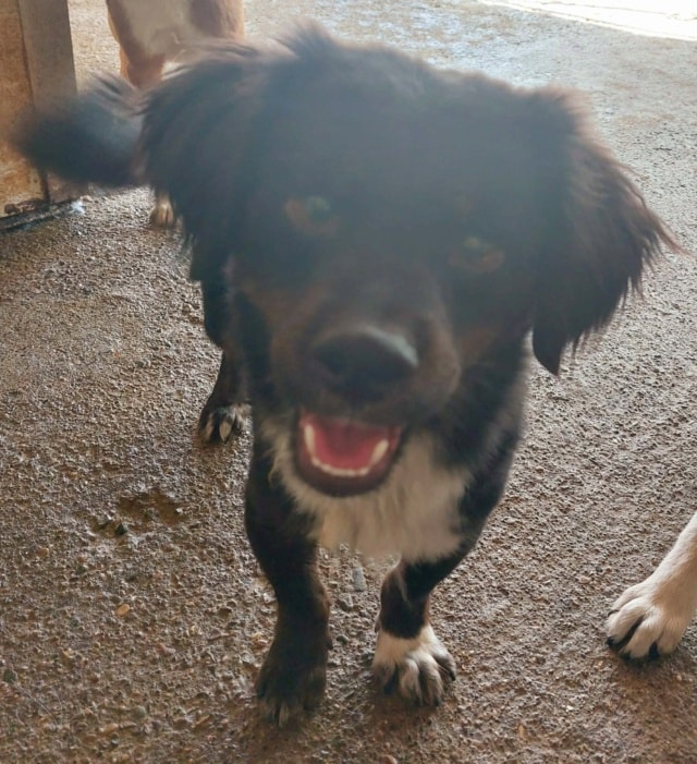 Pocus, chien à l'adoption chez Remember Me France