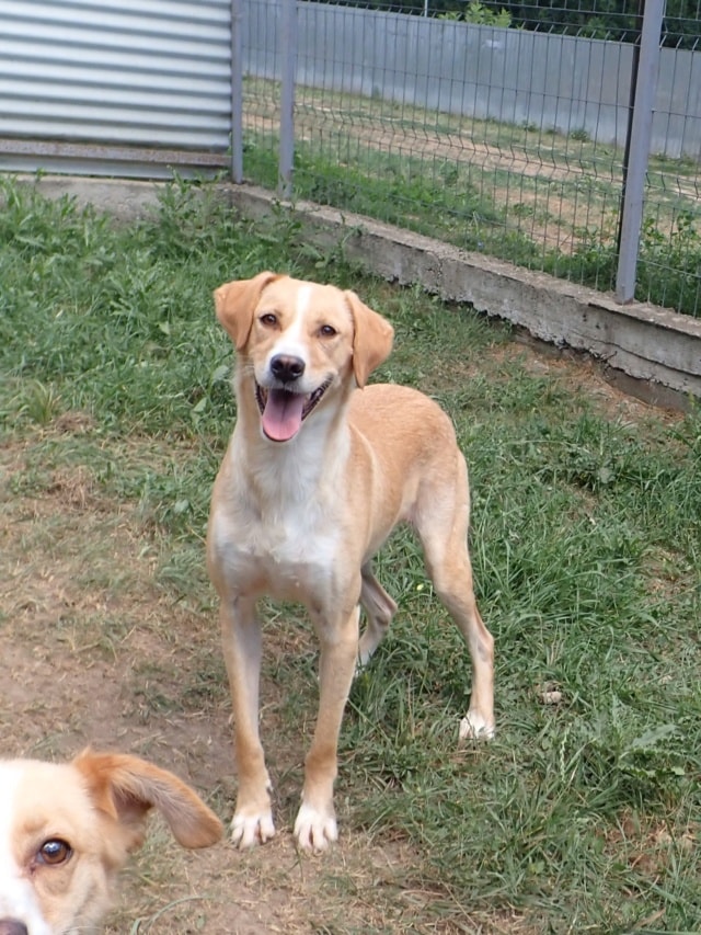 Pokemon, chien à l'adoption chez Remember Me France