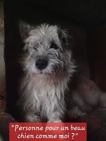 Pollux, chien à l'adoption chez Remember Me France