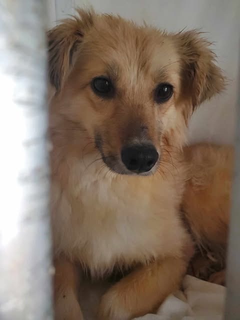Polly, dog for adoption at Remember Me France