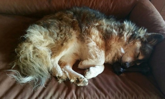 Polochon, chien à l'adoption chez Remember Me France