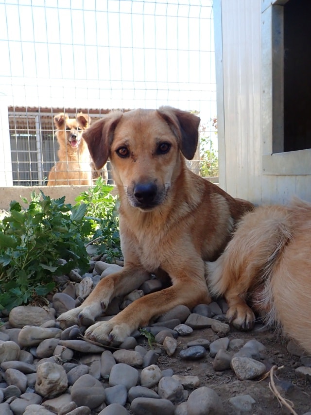 Pomme, chien à l'adoption chez Remember Me France