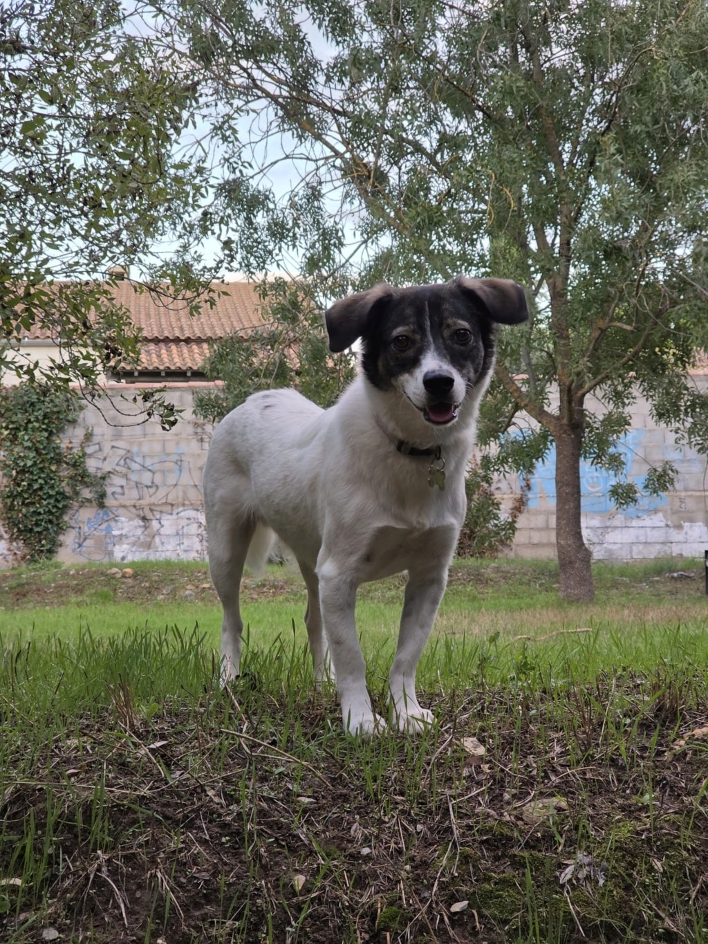 Poppy, chien sauvé par Remember Me France