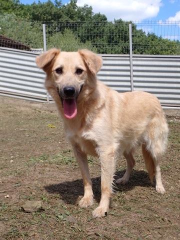 Popsy, chien à l'adoption chez Remember Me France