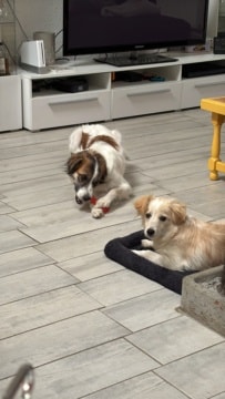 Poutchie, chien sauvé par Remember Me France
