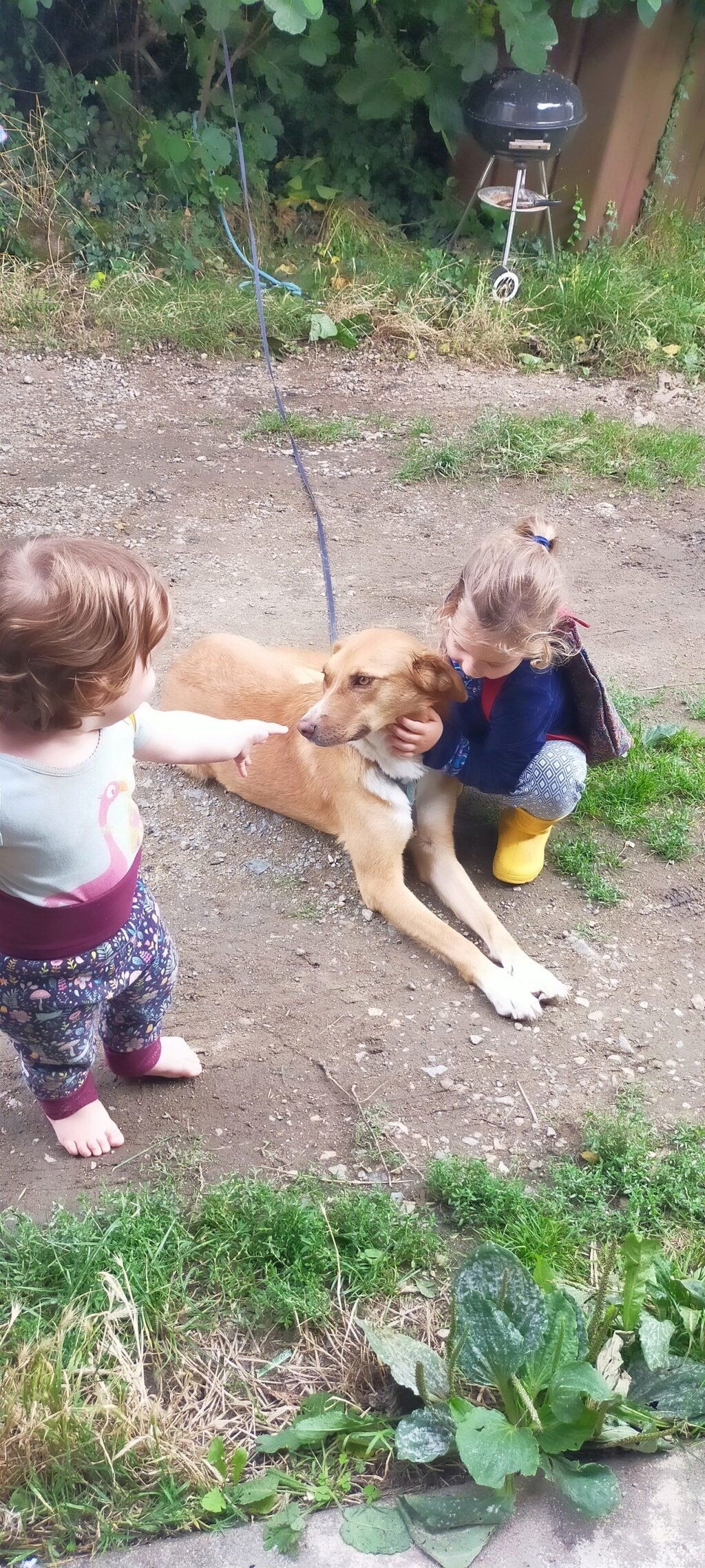 Praline, chien à l'adoption chez Remember Me France