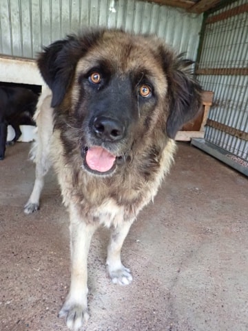 Preston, chien à l'adoption chez Remember Me France