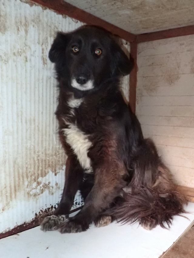 Priya, dog for adoption at Remember Me France