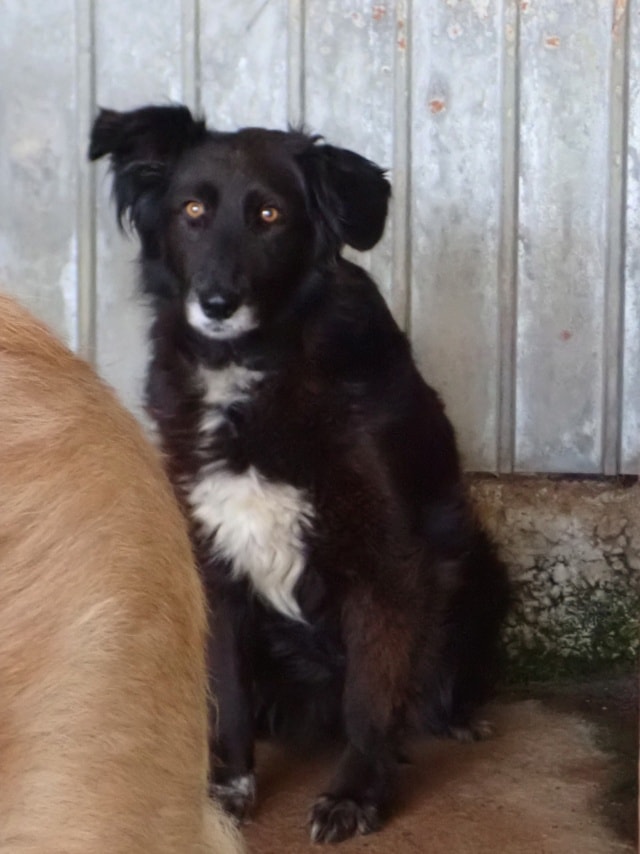 Priya, dog for adoption at Remember Me France
