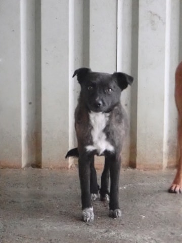 Qora, dog for adoption at Remember Me France