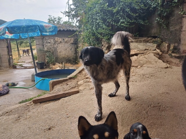 Quebec, chien à l'adoption chez Remember Me France