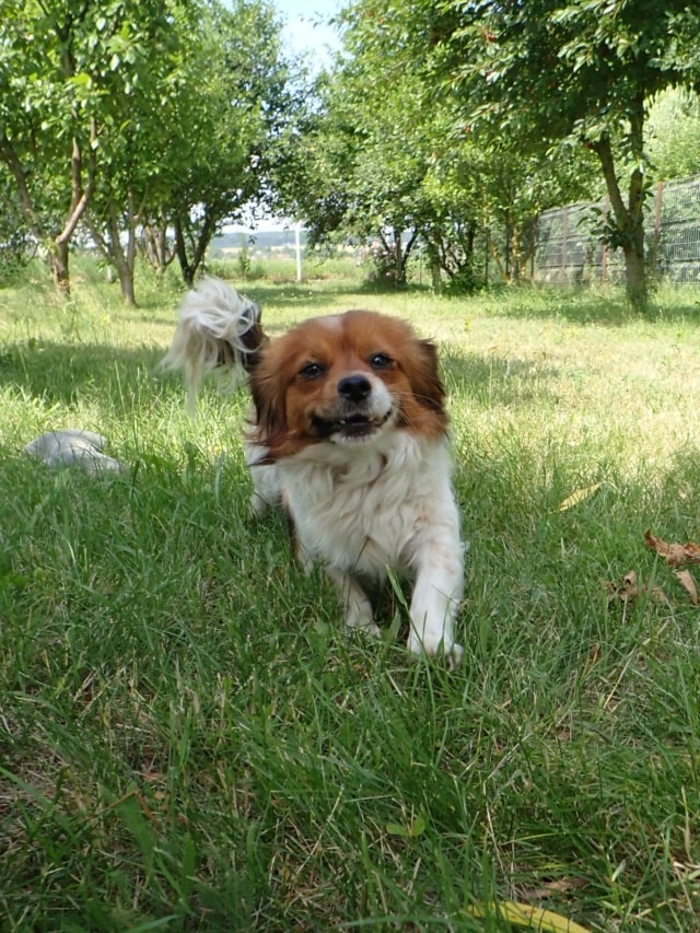 Rabiot, chien à l'adoption chez Remember Me France
