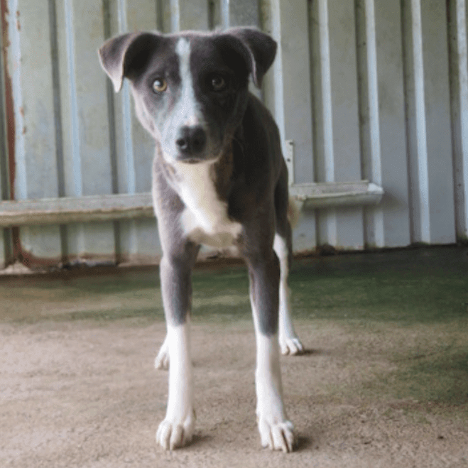 Radu, chien à l'adoption chez Remember Me France