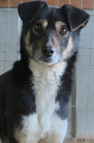 Rajah, chien à l'adoption chez Remember Me France