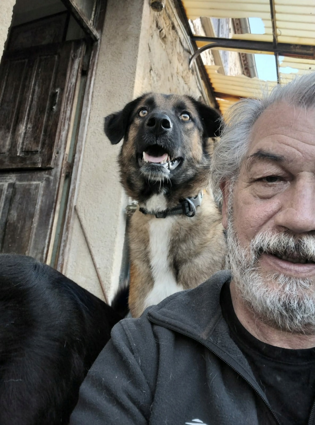 Ranger, chien à l'adoption chez Remember Me France