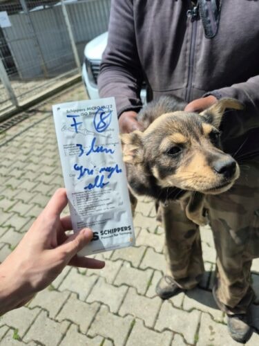 Raphinha, chien à l'adoption chez Remember Me France