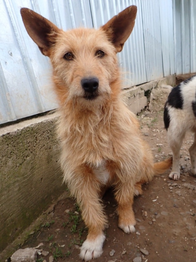 Ratcha, dog for adoption at Remember Me France