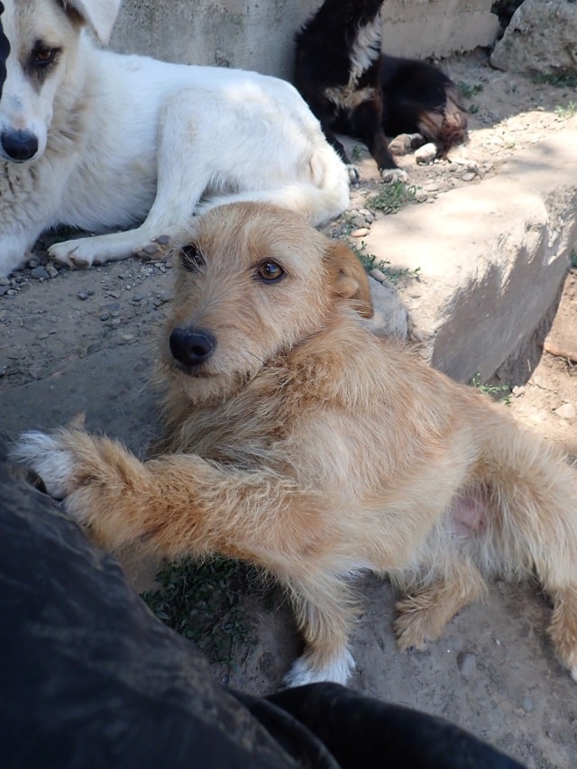 Ratcha, chien à l'adoption chez Remember Me France