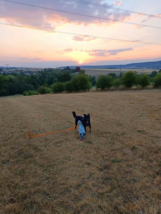 Raven, chien à l'adoption chez Remember Me France
