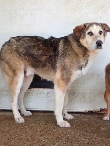 Reno, chien à l'adoption chez Remember Me France