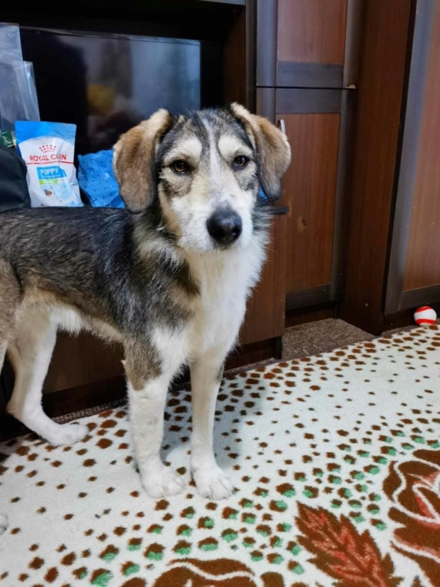 Reuben, dog for adoption at Remember Me France