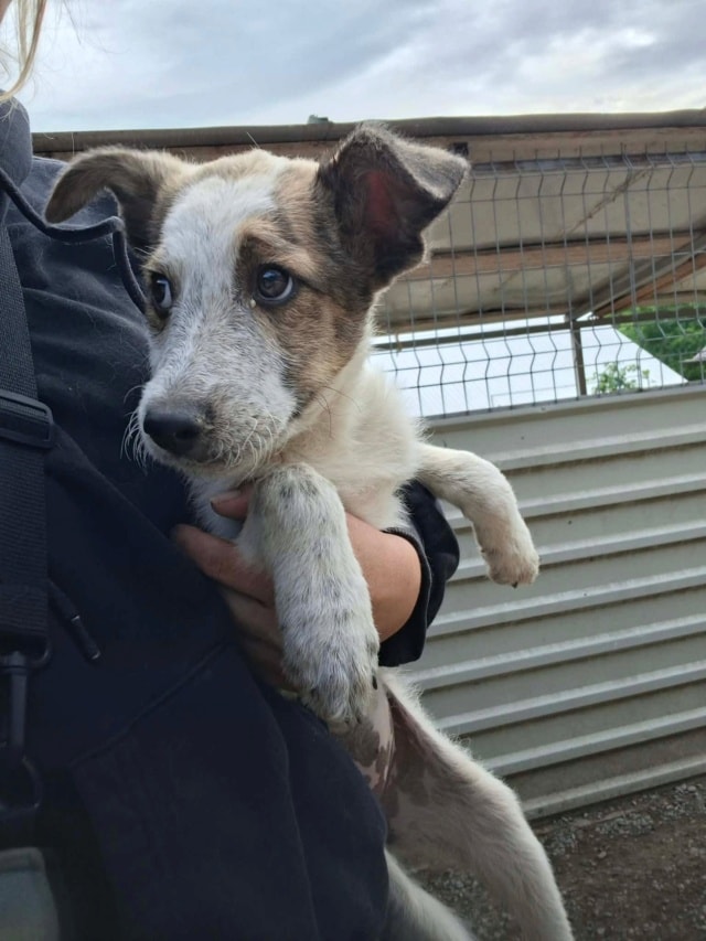 Rhea, chien à l'adoption chez Remember Me France