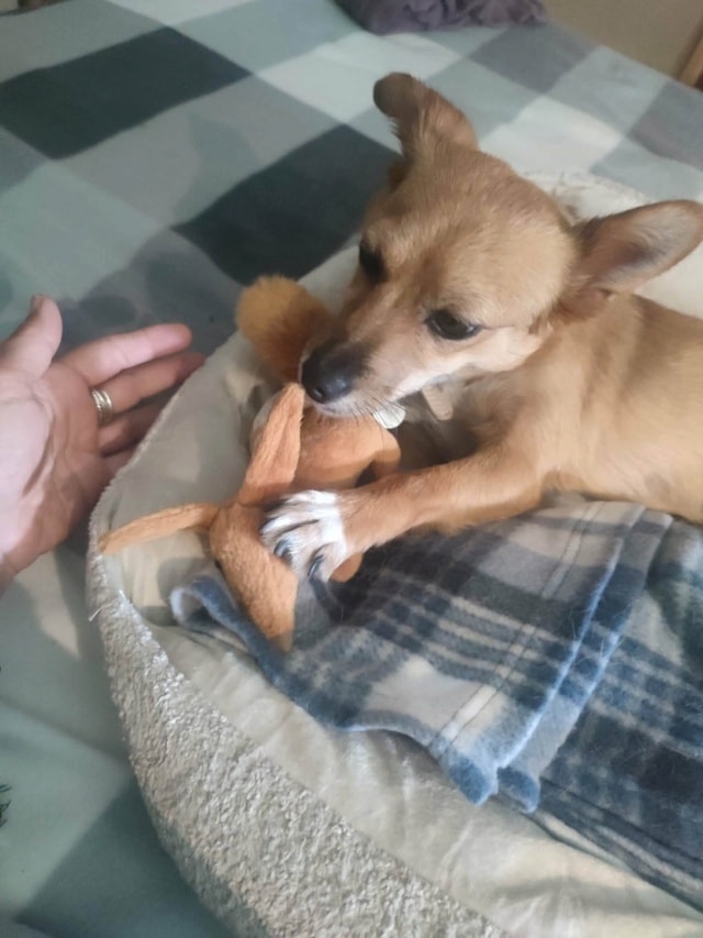 Rita, chien à l'adoption chez Remember Me France