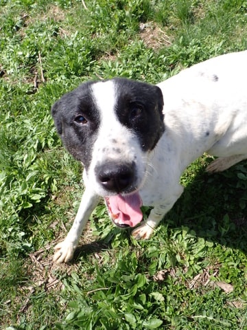 Rolly, chien à l'adoption chez Remember Me France