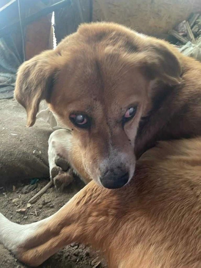 Romeo 2, dog for adoption at Remember Me France