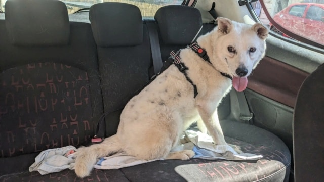Romy, chien à l'adoption chez Remember Me France