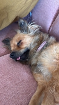 Romy, chien à l'adoption chez Remember Me France