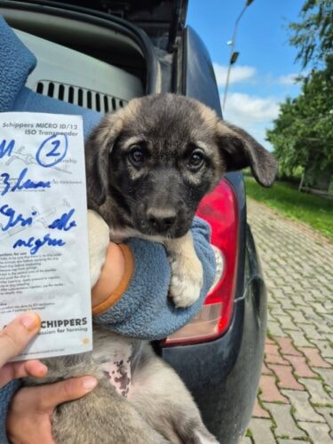 Ronaldo, chien à l'adoption chez Remember Me France