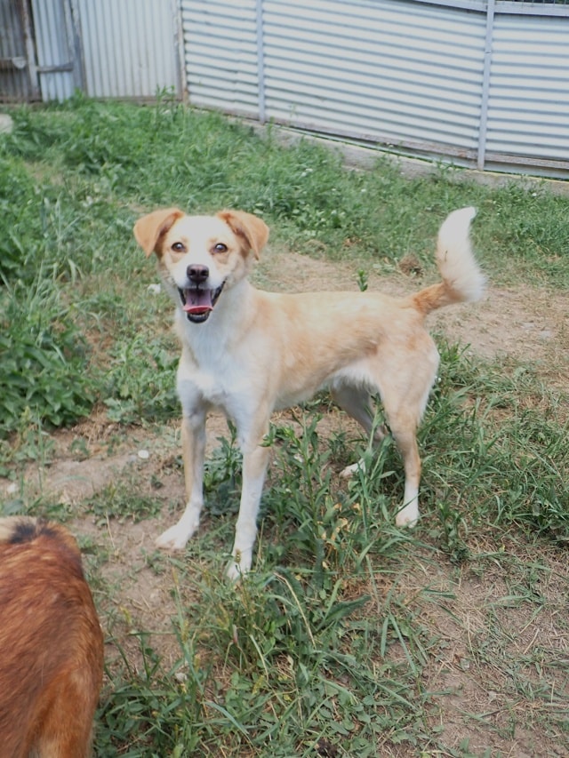 Rosalie, dog for adoption at Remember Me France