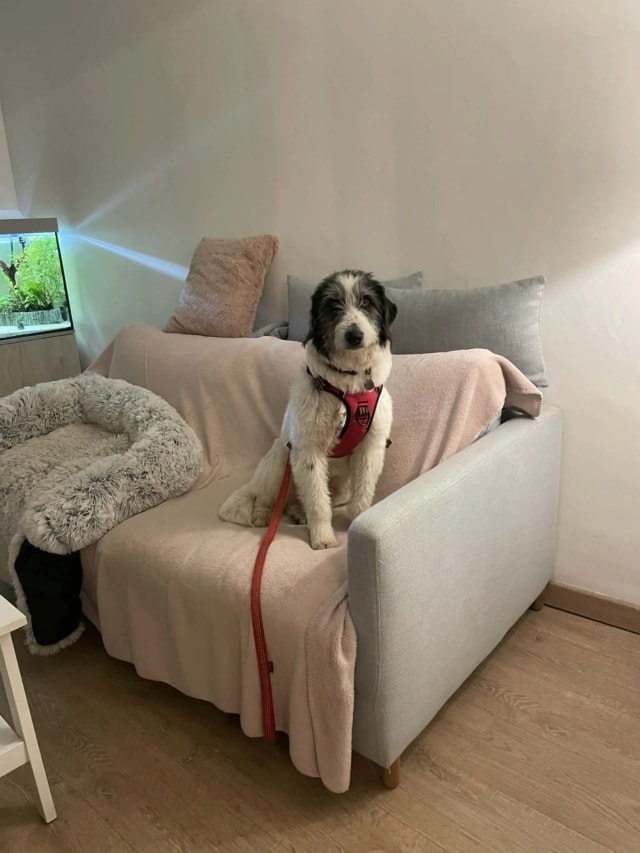 Rose, chien à l'adoption chez Remember Me France
