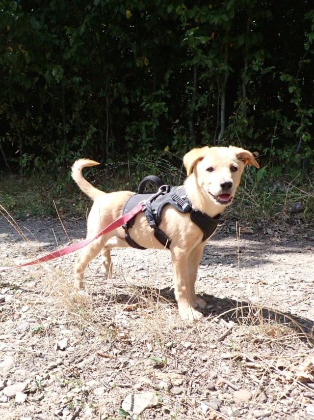 Roselia, chien à l'adoption chez Remember Me France