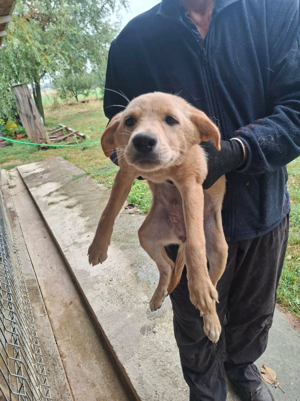 Roselia, chien sauvé par Remember Me France
