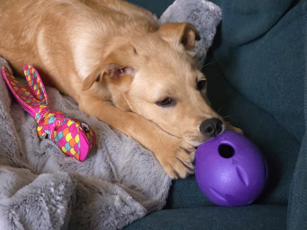 Roselia, chien à l'adoption chez Remember Me France