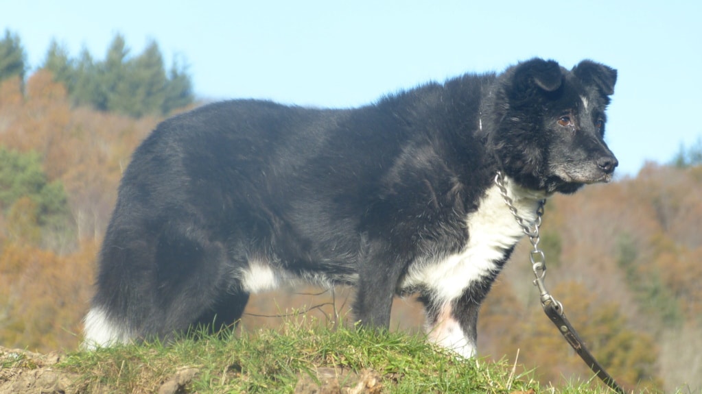 Roswell, chien à l'adoption chez Remember Me France