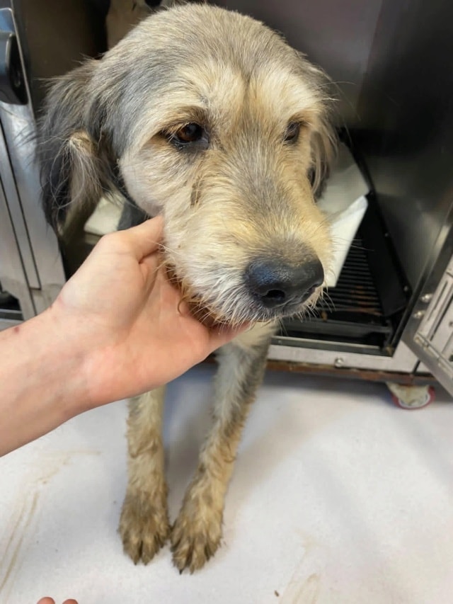Photo de Roxalya, à l'adoption