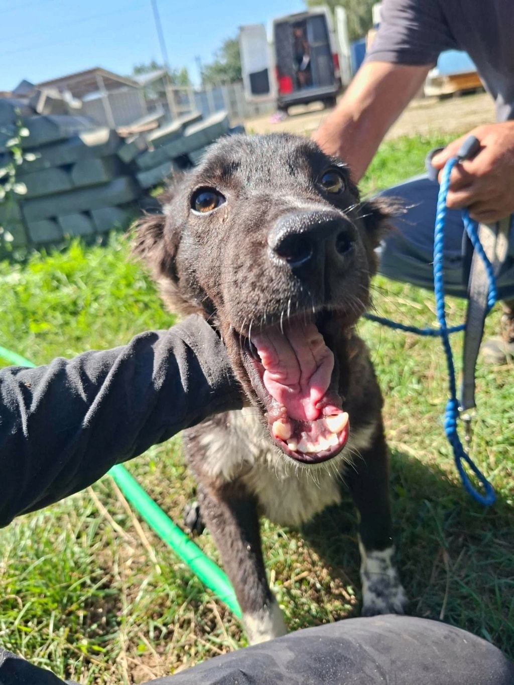 Ruben, chien à l'adoption chez Remember Me France