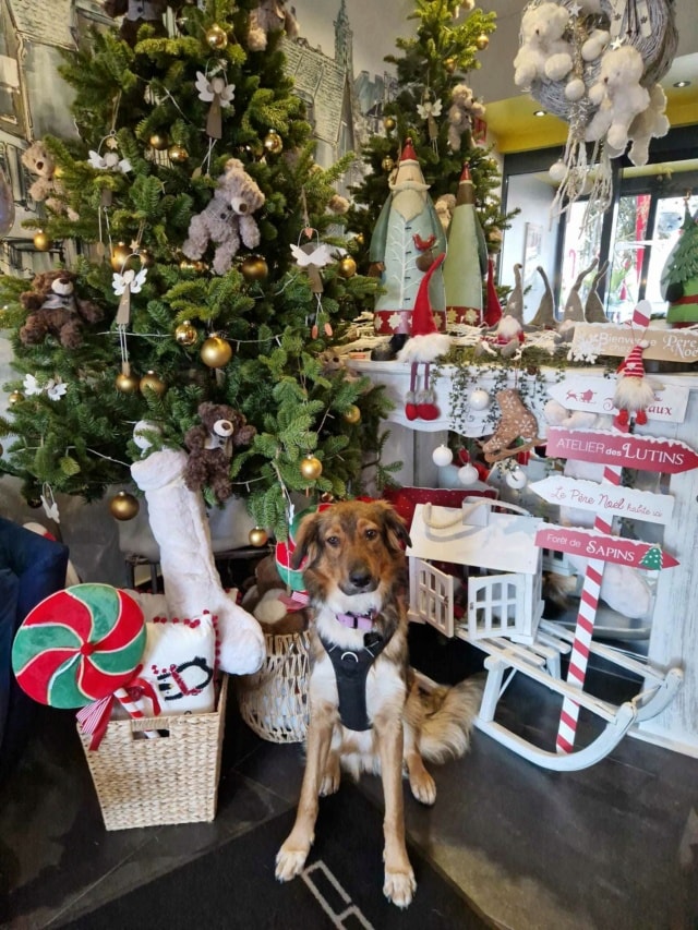 Rumba, chien à l'adoption chez Remember Me France