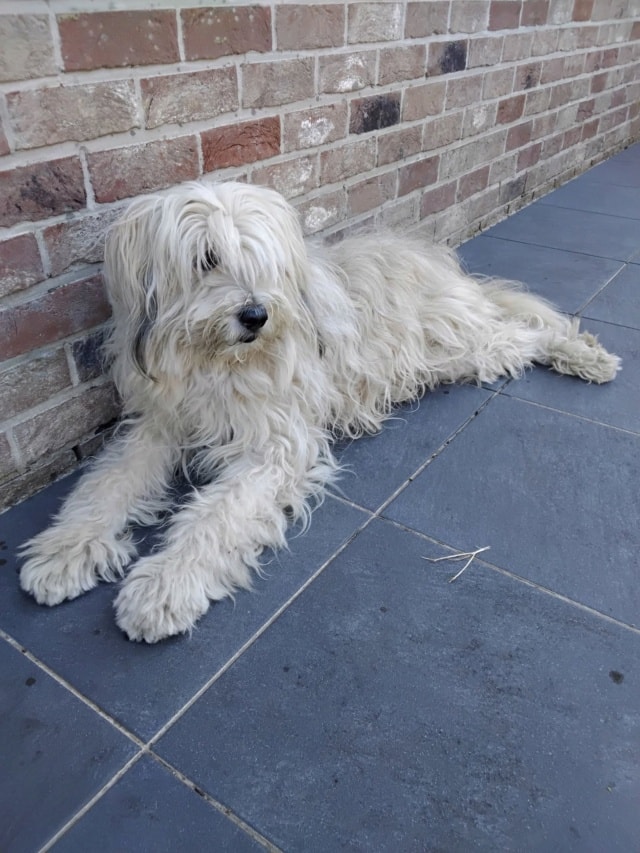 Sabri, chien à l'adoption chez Remember Me France